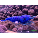 Extreme blue bolt shrimp - livestock