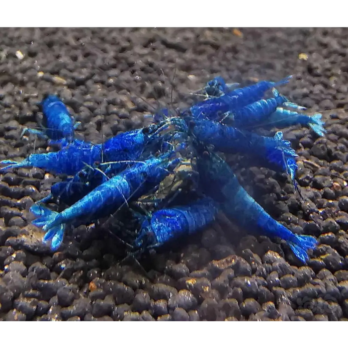 Extreme blue bolt shrimp livestock