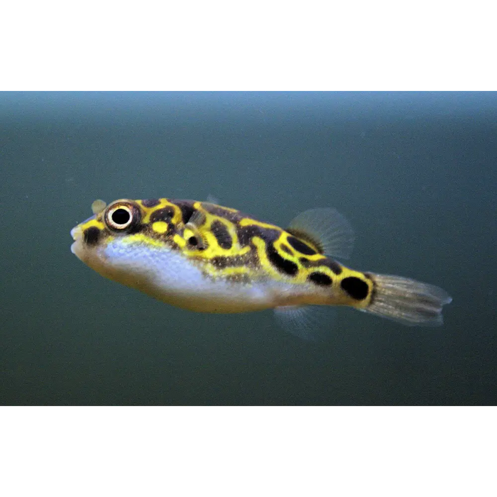 Eyespot pufferfish