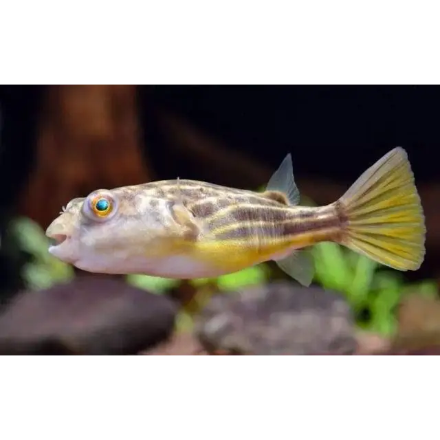Fahaka puffer ~4cm