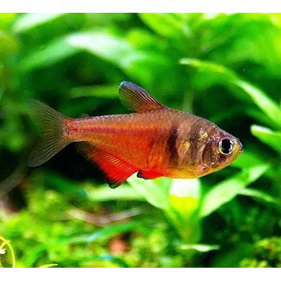 Flame tetra livestock