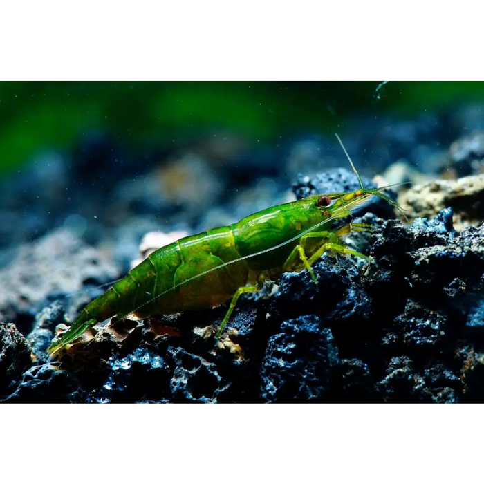 Flascent green shrimp - livestock