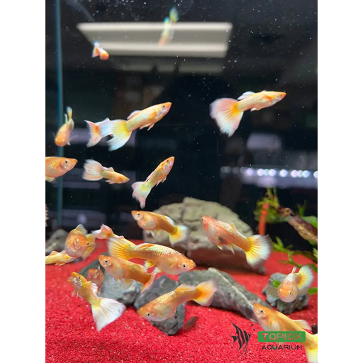 Full gold guppy pair livestock