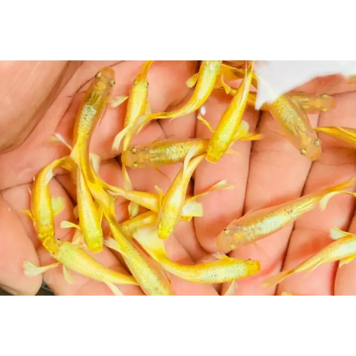 Full gold guppy pair livestock