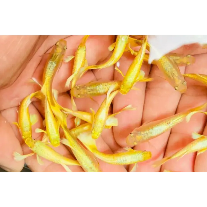 Full gold guppy pair livestock