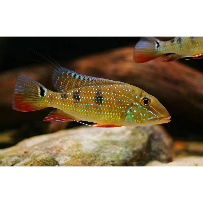 Geophagus daemon single ~ 8cm livestock