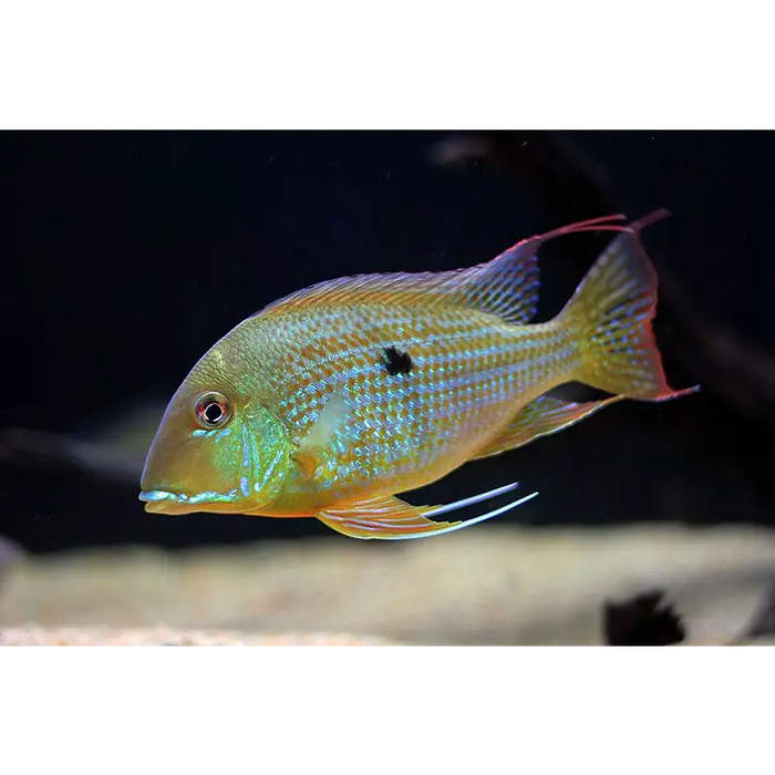 Geophagus surinamensis - single - small ~ 6cm - livestock