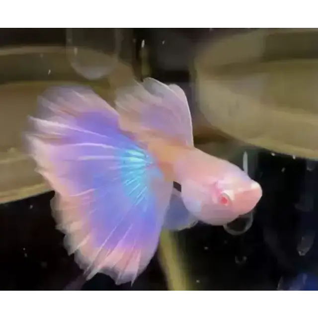 Gold pink guppy - pair - livestock
