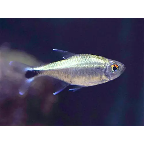 Gold tetra livestock