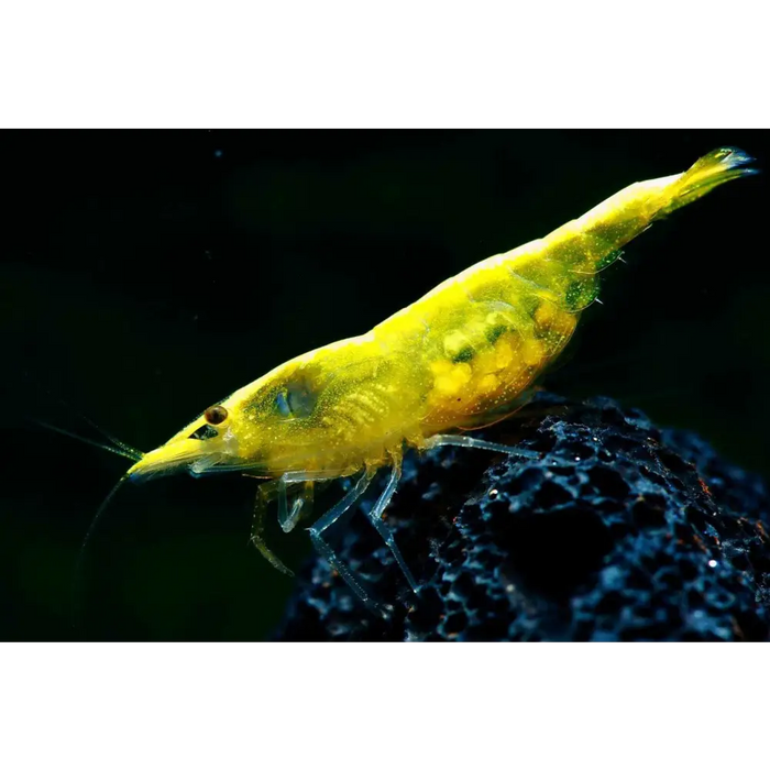 Golden back yellow shrimp - livestock