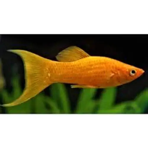 Golden lyretail molly livestock