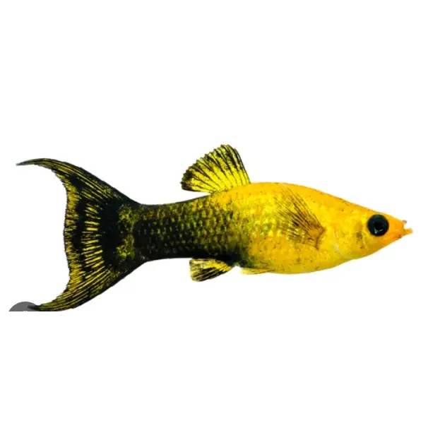 Goldust lyretail molly livestock