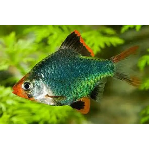 Green tiger barb - livestock