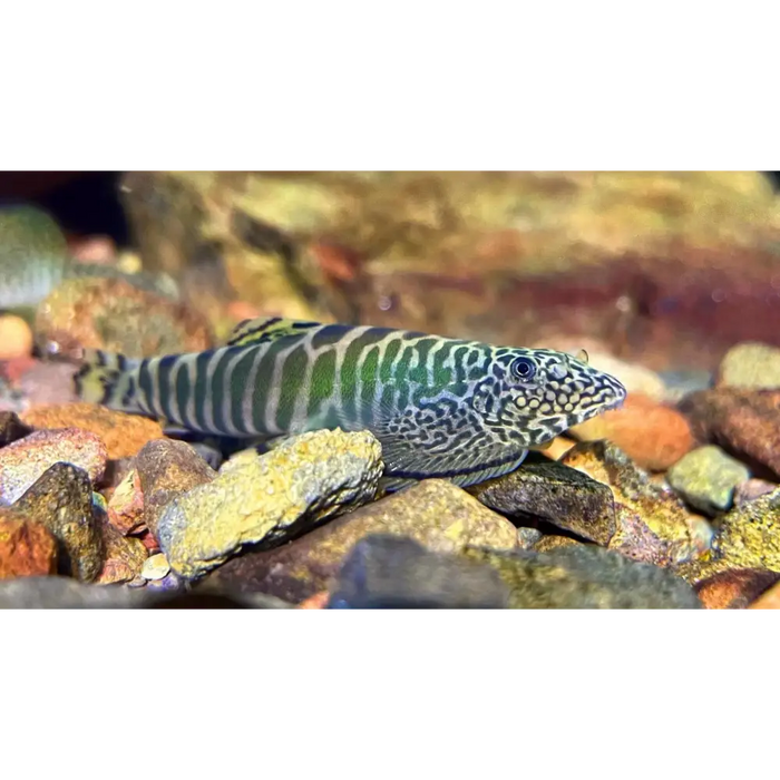 Green zebra loach
