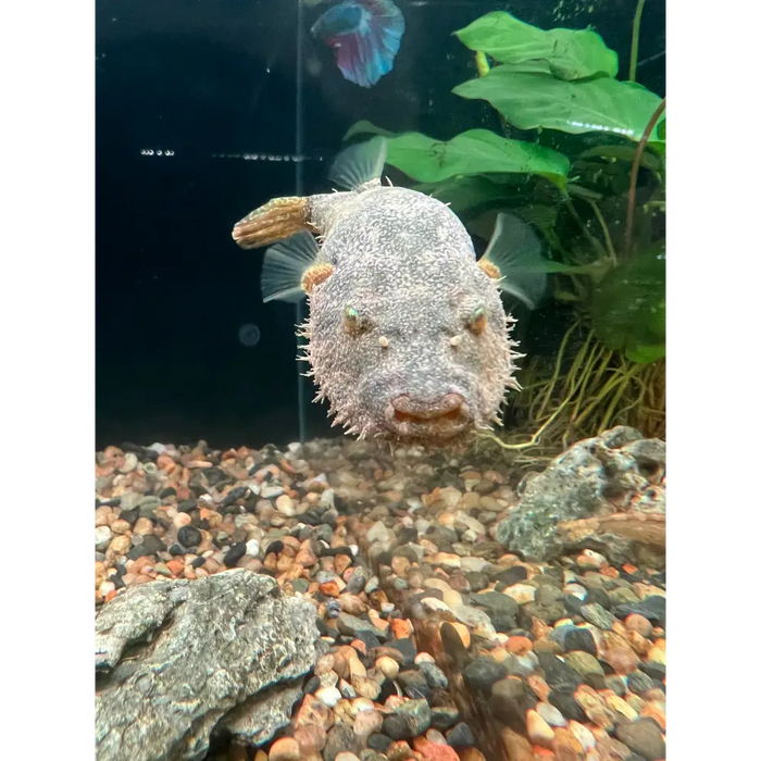 Hairy puffer