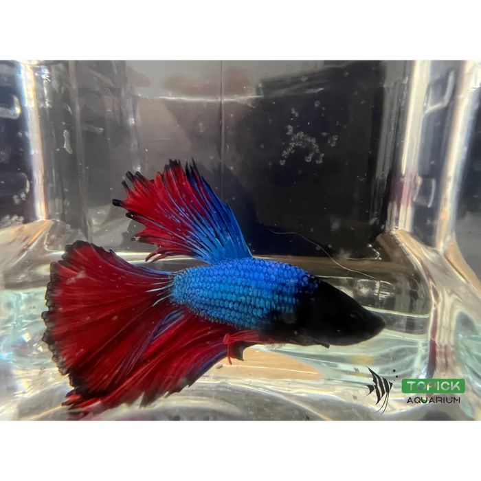 Half moon betta #1007 livestock