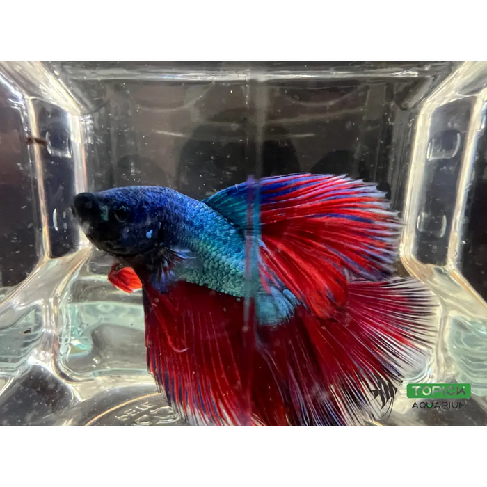 Half moon betta #1008 livestock