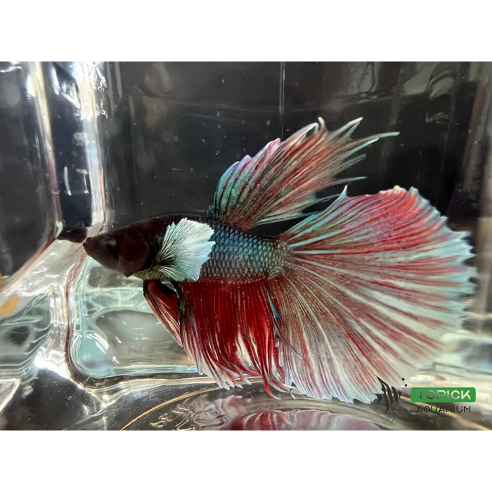 Half moon betta #1009 livestock