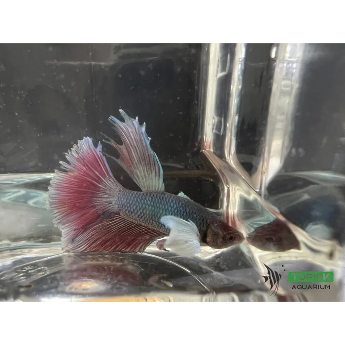 Half moon betta #1010 livestock