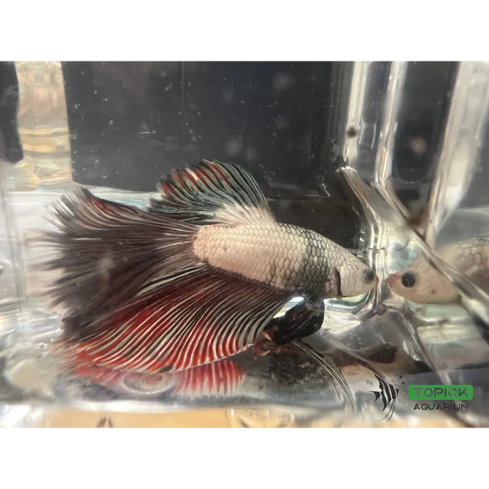 Half moon betta #1011 livestock