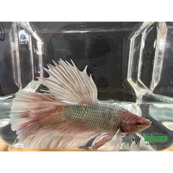 Half moon betta #1012 livestock