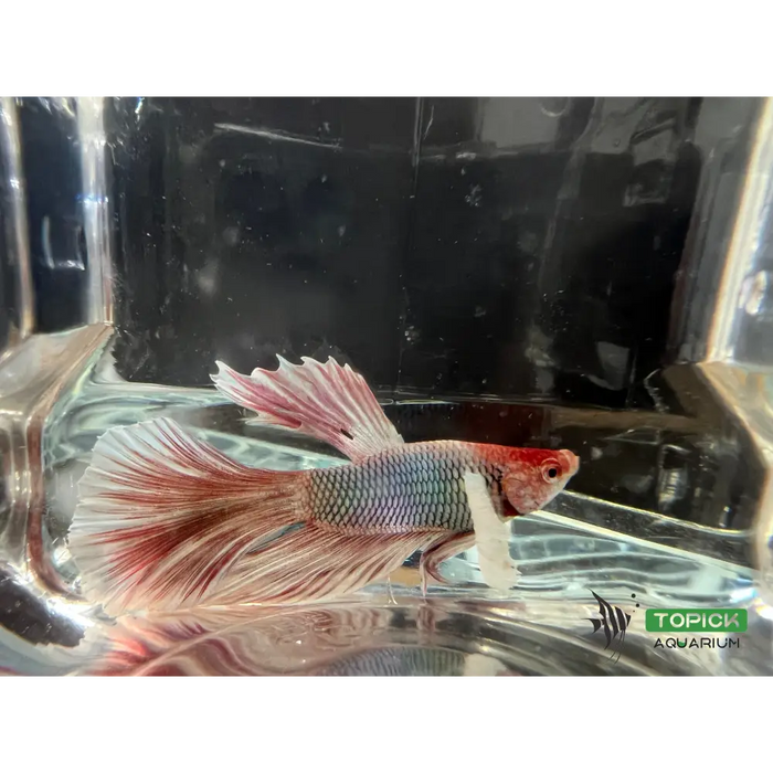 Half moon betta #1013 livestock