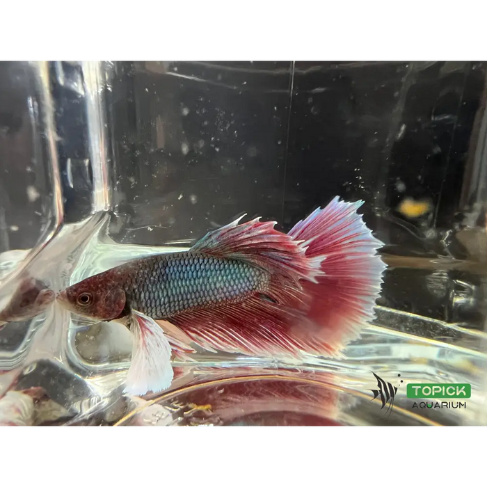Half moon betta #1014 livestock