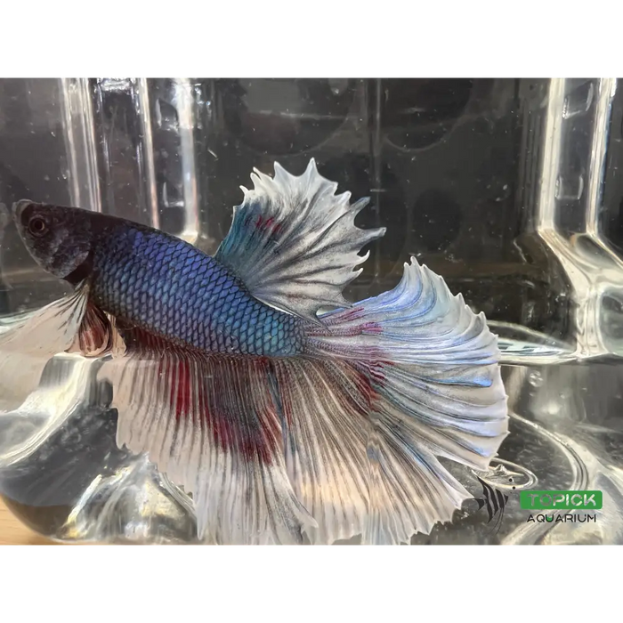 Half moon betta #1015 livestock
