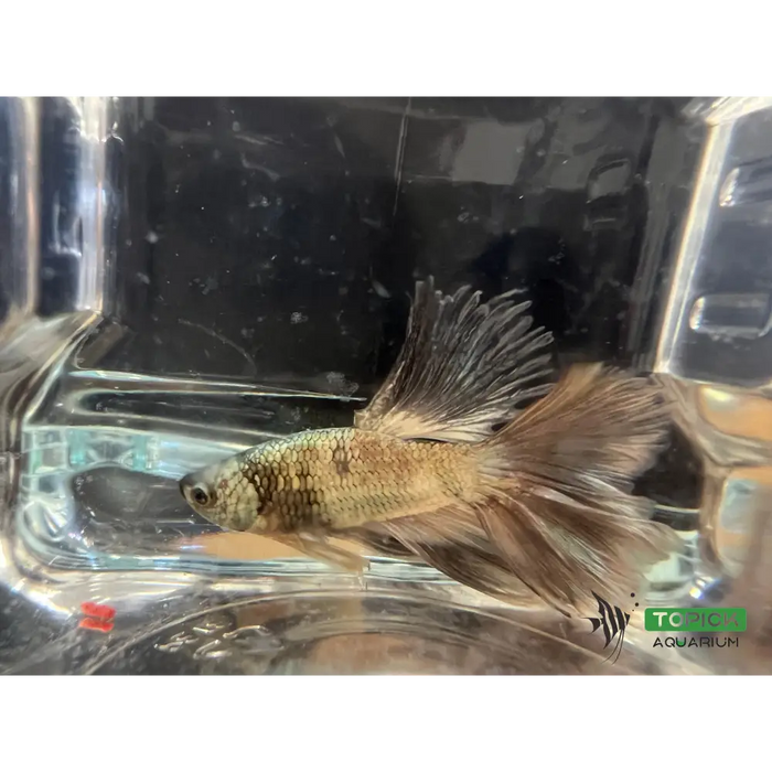 Half moon betta #1016 livestock