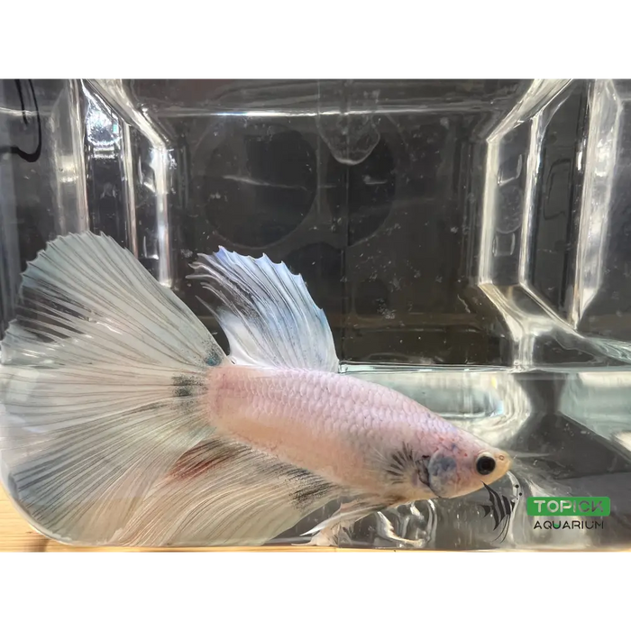 Half moon betta #1017 livestock