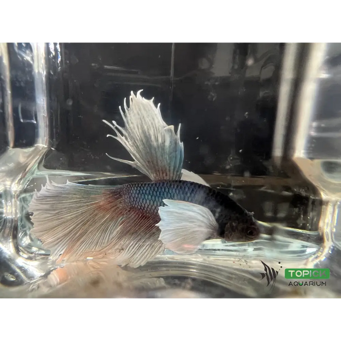 Half moon betta #1018 livestock