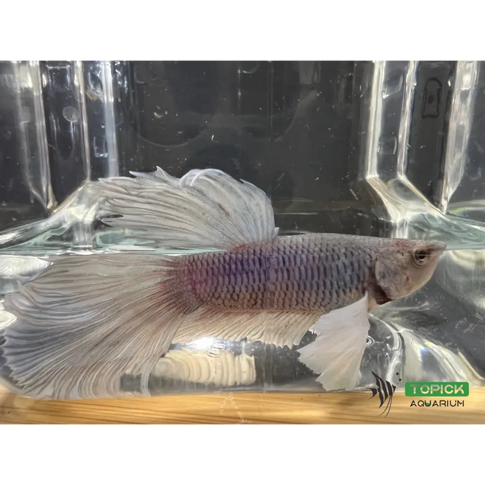 Half moon betta #1019 livestock