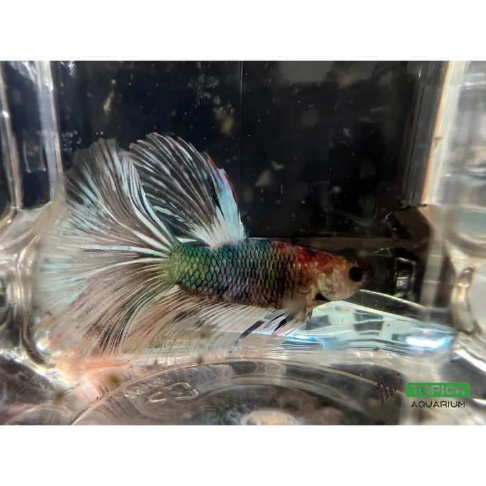 Half moon betta #1020 livestock