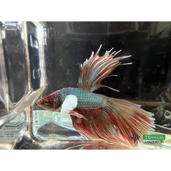 Half moon betta #1021 livestock