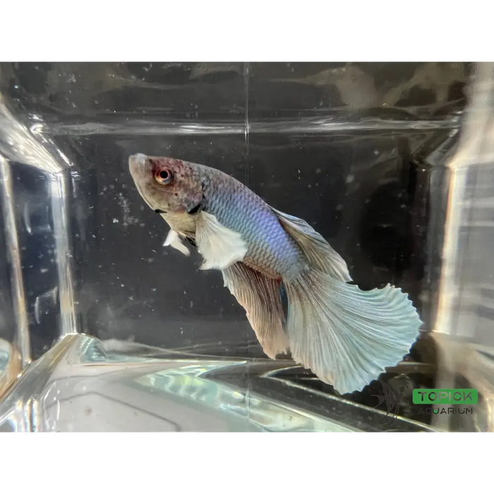 Half moon betta #1022 livestock