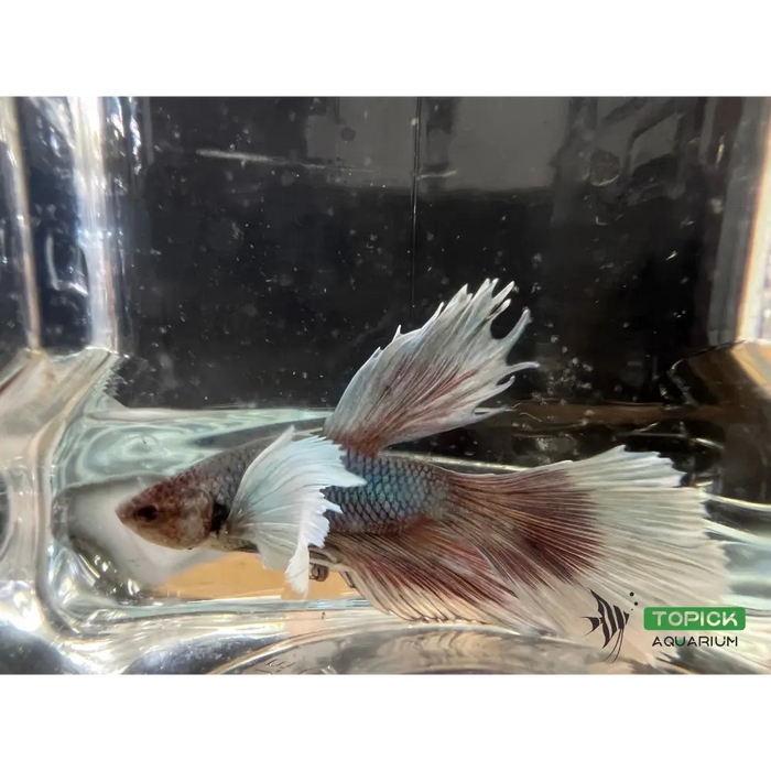 Half moon betta #1023 livestock