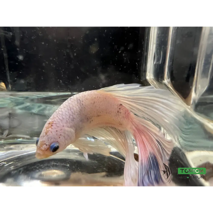 Half moon betta #1024 livestock