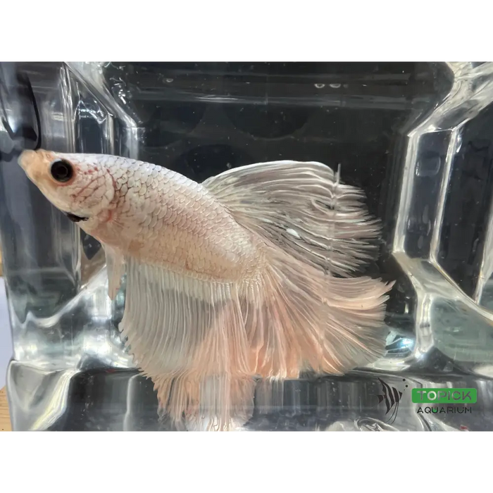 Half moon betta #1025 livestock