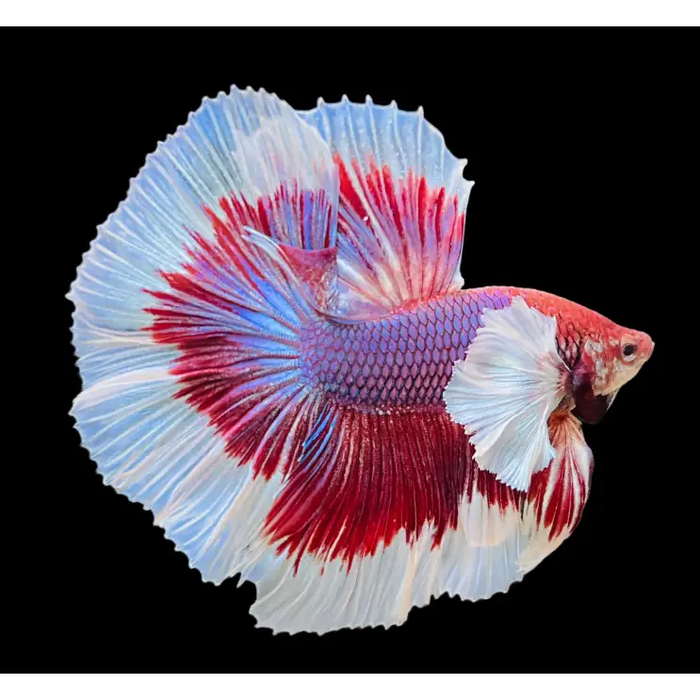 Half moon betta livestock