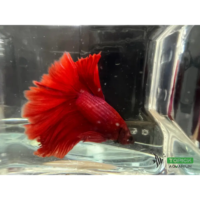 Half moon betta livestock
