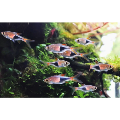 Harlequin rasbora livestock