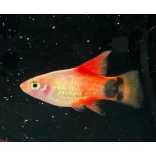 High-fin sunset mickey mouse platy - livestock