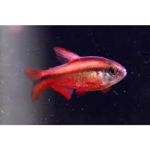 Hyphessobrycon notidanos ’red’ 1 fish livestock