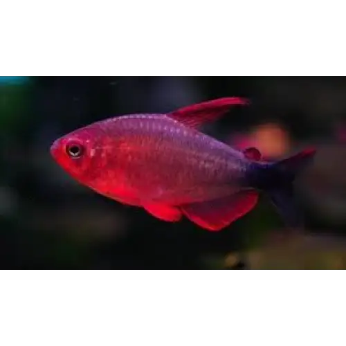 Hyphessobrycon peugeoti 1 fish livestock