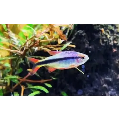 Imperial lapis tetra - single fish - livestock