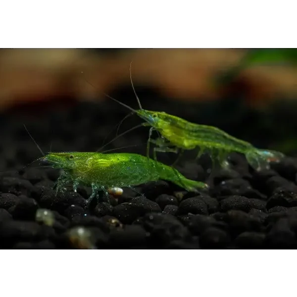 Indian green shrimp livestock