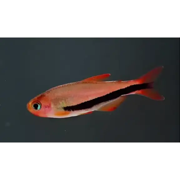 Inpaichthys sp. ’black arrow’ - livestock
