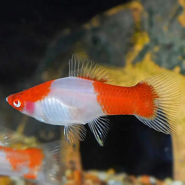 Kohaku swordtail livestock