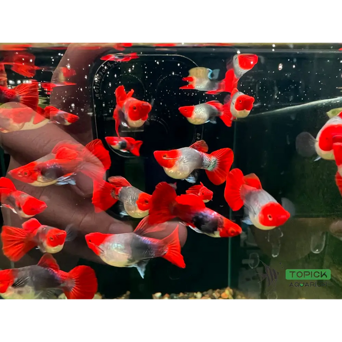 Koi tuxedo short body guppy - regular pair - livestock