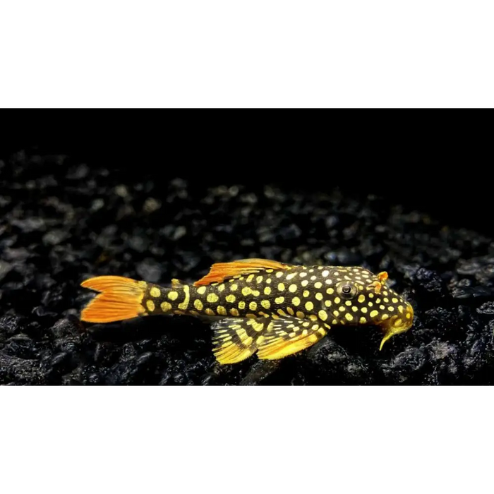 L014 goldie pleco small ~5cm livestock